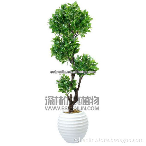 artificial lucky Tree plant/artificial green foliage plant